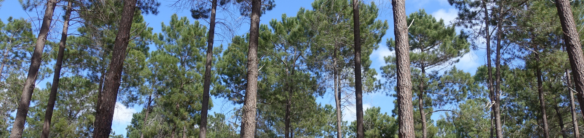 Sustainable Timber | Smarter Building 